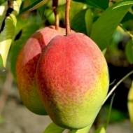 Саджанець Груша Киргизька зимова